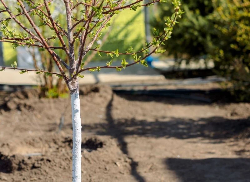 Bielenie drzew to tradycyjna metoda ochrony przed powstawaniem zgorzelin słoneczno-mrozowych, warstwa odbija promienie słoneczne i nie dopuszcza do...