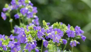 Pachnąca bylina na rabaty o wyjątkowych właściwościach. Wielosił błękitny – siew i pielęgnacja