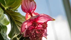 Mendinilla ze względu na swój okazały i wytworny wygląd bywa nazywana "królową kwiatów".