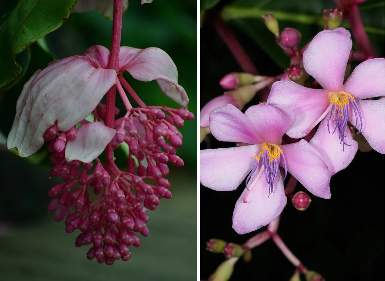 W jednym kwiatostanie medinilli znajduje się do nawet 200 różowych lub fioletowych kwiatów. Fot. magicflute002/Francisco Herrera