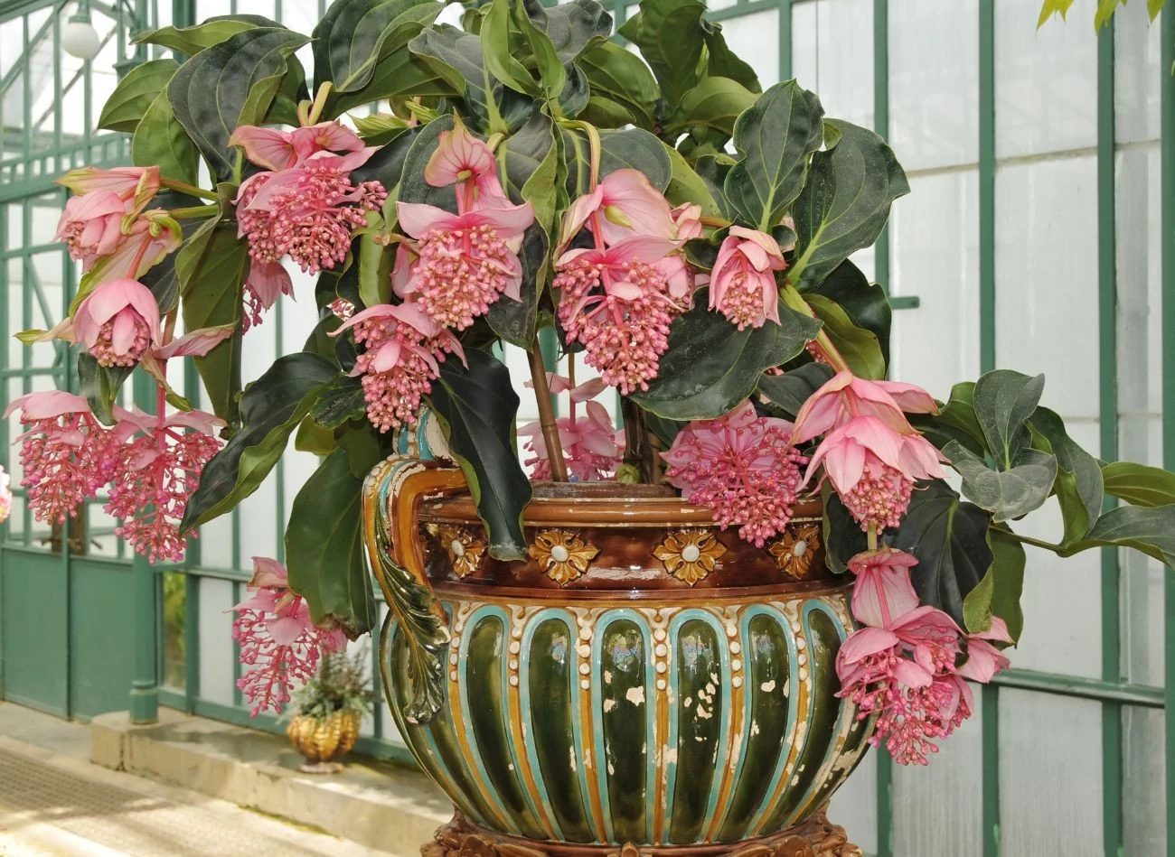 Ze względu na swoje rozmiary i spektakularny wygląd najlepiej prezentuje się w przestronnych wnętrzach.