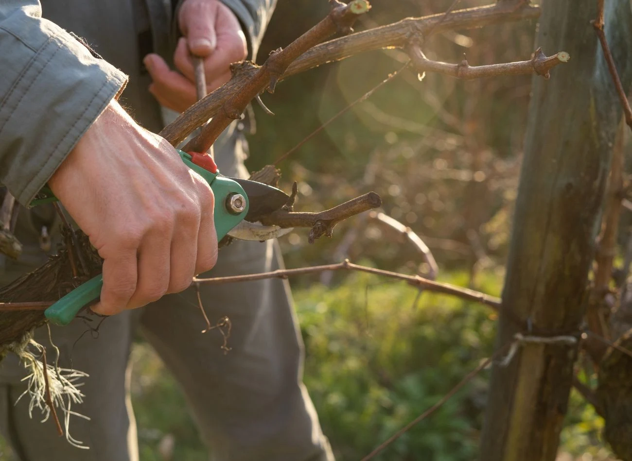 Regularne skracanie bocznych przyrostów wisterii sprzyja formowaniu zwartego, symetrycznego kształtu.
