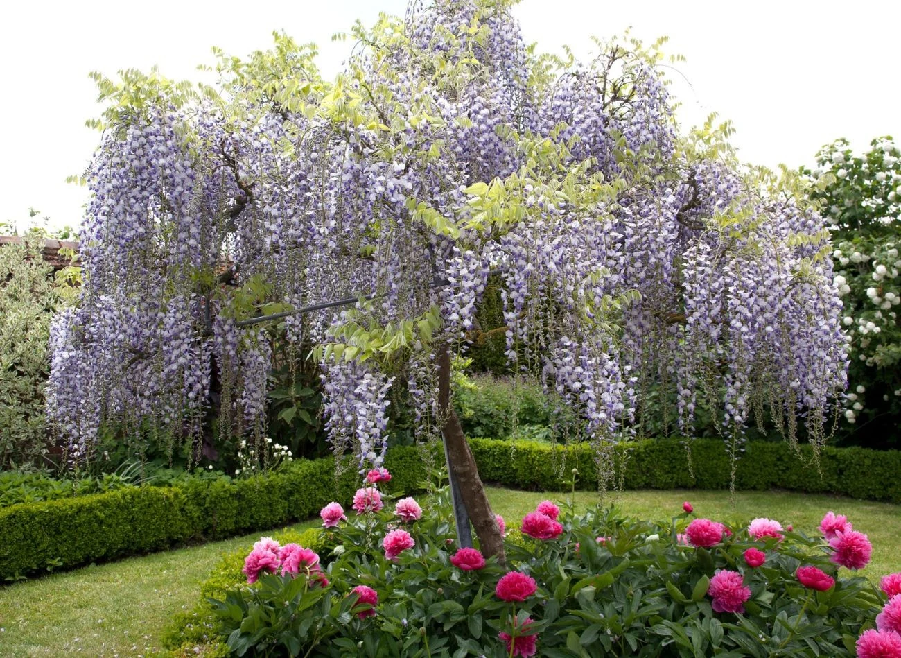 Glicynia uformowana w drzewo w prawdziwe arcydzieło.
