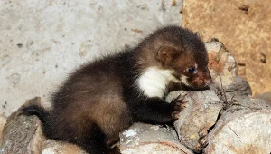 Obraz z kamery wyłapał grasujące po działce kuny. Szukały schronienia i miejsca na gniazdo, gdzie przyjdą na świat młode. Jak skutecznie pozbyć się kuny?
