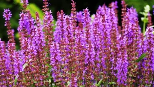 Wyrośnięta szałwia omszona z łatwością zastąpi bardziej kapryśną lawendę w uprawie ogrodowej. Sprawdź, co jeszcze posadzić zamiast lawendy, by ogród okrył się ciepłym fioletem.