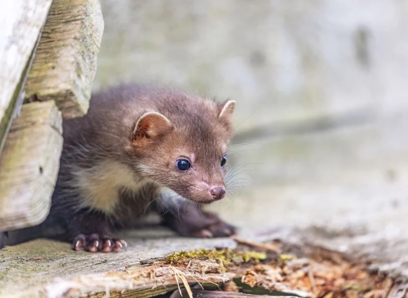 Młode kuny rodzą się pod koniec marca lub w kwietniu w gniazdach zbudowanych przez samice zimą