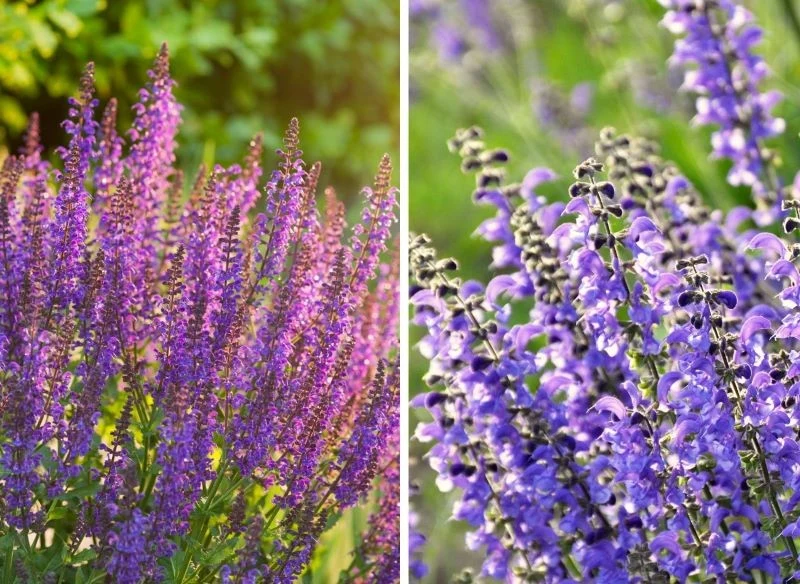 Szałwia łąkowa oraz szałwia lekarska prezentują się pięknie i dobrze zastępują lawendę na rabatach
