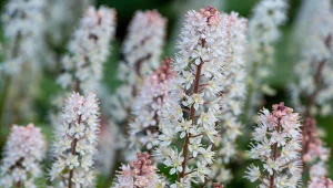 Wyjaśniamy, jak uprawiać tiarellę w ogrodzie.