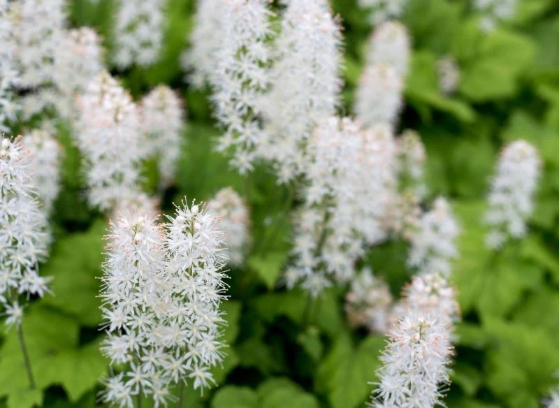 Atutem tiarelli są nie tylko jej liście, ale też puszyste kwiatostany