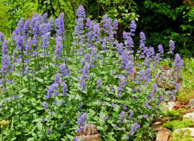 Kocimiętka mocno rozrasta się, ale znajdziesz też bardziej zwarte odmiany do wypełnienia mniejszej przestrzeni rabaty