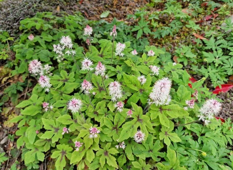 Tiarella 'Spring Symphony' ma jasnoróżowe kwiaty