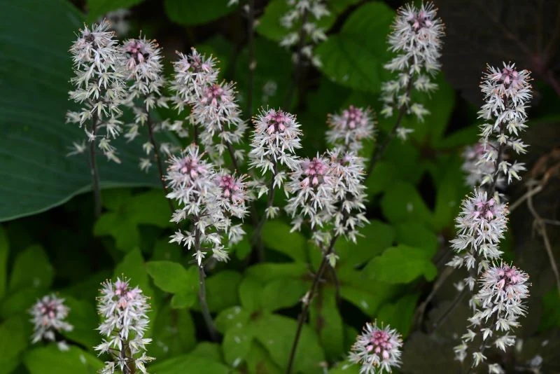 Tiarella najlepiej rośnie w cieniu i półcieniu