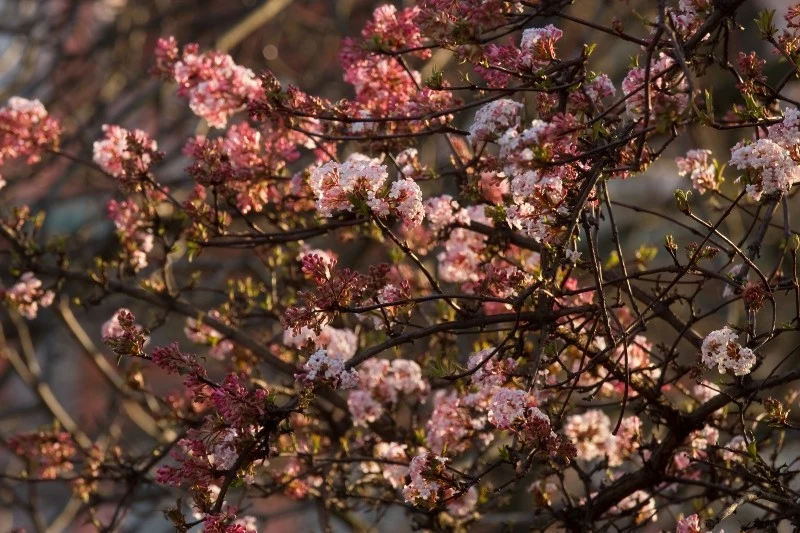 Kalina bodnantska wymaga regularnego, ale umiarkowanego podlewania