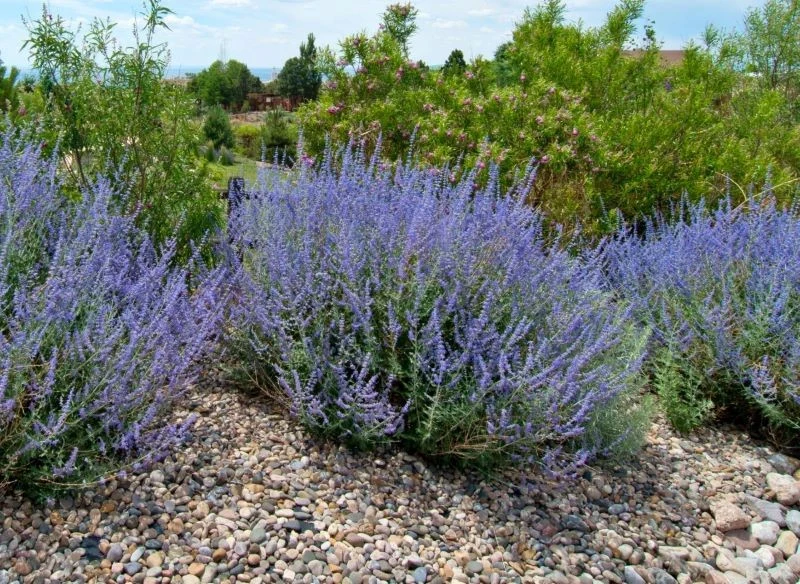 Okazałe kępy perowskii łobodolistnej, które w okresie kwitnienia bardziej przypominają krzewy