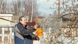 Kiedy najlepiej pryskać drzewa i krzewy owocowe miedzianem?