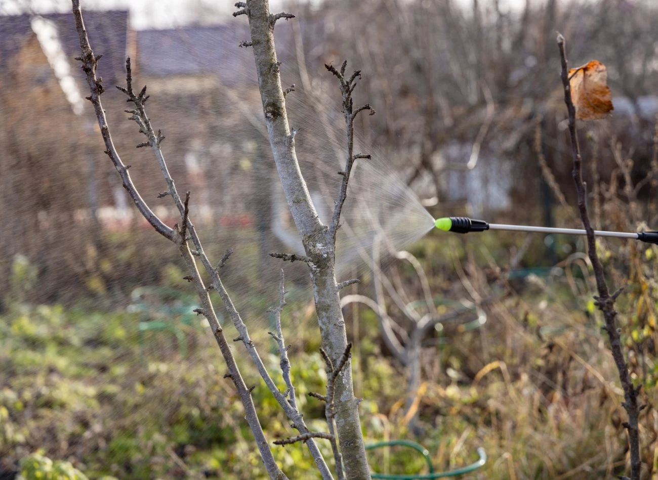 Aby wykonać skuteczny oprysk, należy wybrać odpowiednie narzędzia i zadbać o równomierne pokrycie całej rośliny. Fot. soe10/123R.com