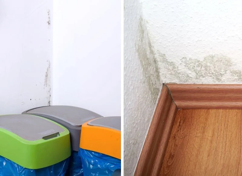 Pleśń potrafi pojawiać się nie tylko w łazience, lecz także w pomieszczeniach suchych, gdzie brakuje przewiewu, za to nie brakuje substancji organi...