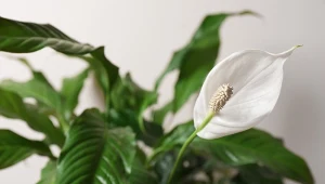 Domowa odżywka pobudzi skrzydłokwiat do zdrowego wzrostu i kwitnienia.