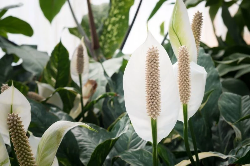 Jeśli chcemy, aby skrzydłokwiat kwitł i miał zielone liście, musimy dostarczyć mu niezbędne składniki odżywcze, takie jak magnez