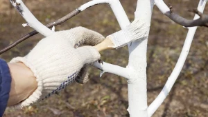 Styczeń to ostatni moment na bielenie drzew.