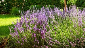 Wpływ kamienia na glebę i podłoże jest wyraźnie widoczny po tym, jak rosną na nich rośliny. Intensywny wzrost lawendy może np. ograniczać jeden z kamieni ozdobnych, lepiej go unikać, jeśli chcesz wyhodować bujne kępy.