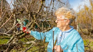 Wyjaśniamy, jak przycinać grusze zimą.