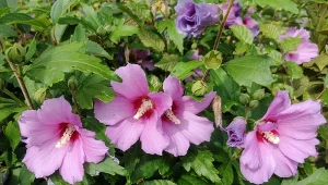 Zimowe cięcie hibiskusa ogrodowego zaplanujmy na koniec stycznia lub luty.