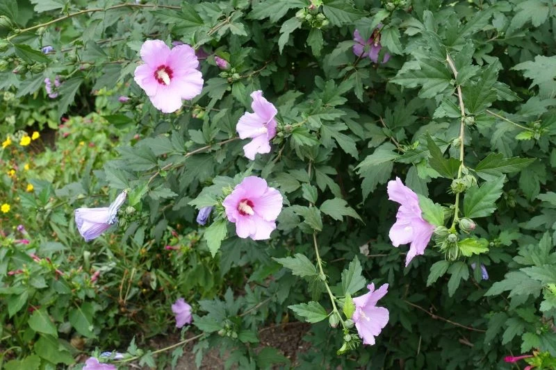 Jeśli ketmia syryjska kwitnie coraz gorzej, zimą lub wiosną warto ją przyciąć