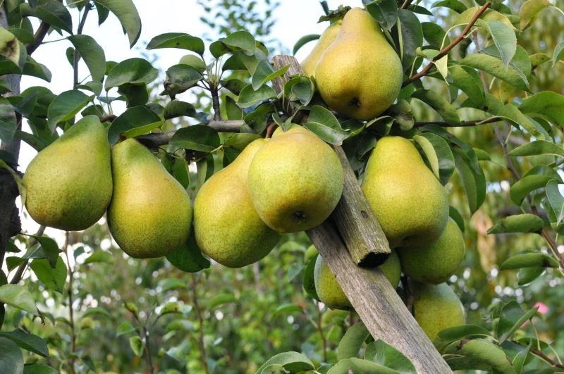 Po co przycinać grusze