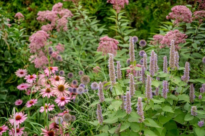 Raz posadzone byliny będą cieszyć oko przez wiele sezonów
