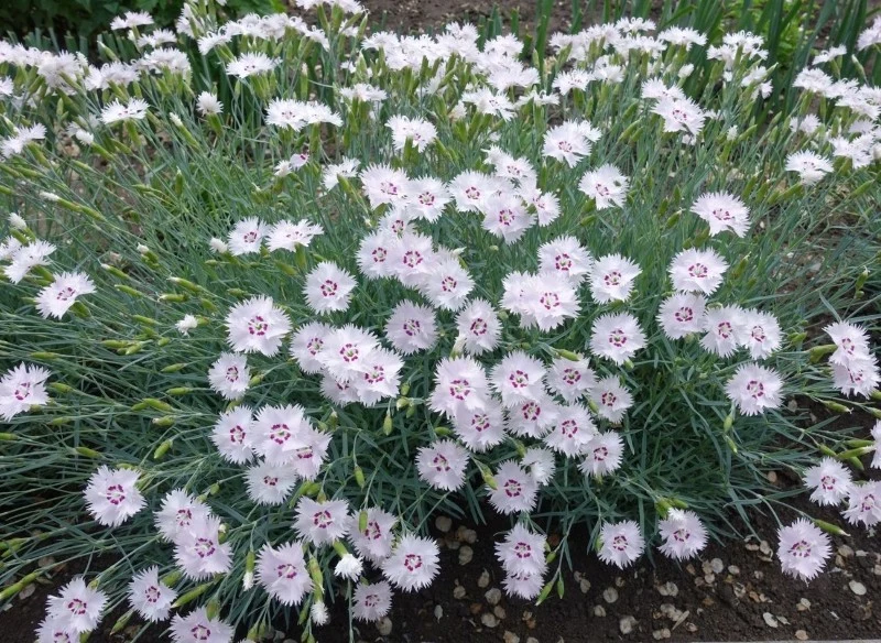 Goździk kropkowany to bylina wieloletnia, która wyróżnia się licznymi kwiatami