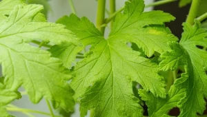 Wszyscy znają jej kwiaty, ale o właściwościach liści wielu nie słyszało. Dlaczego warto mieć w domu anginkę?