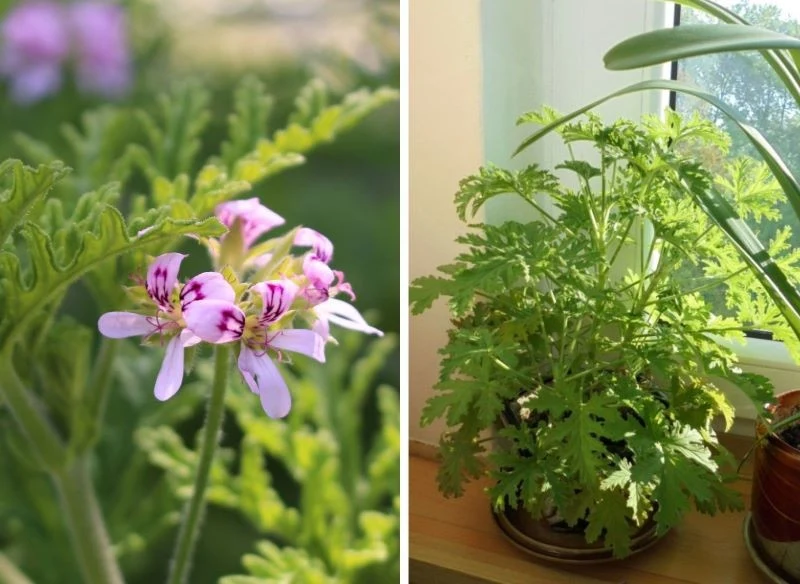 Anginkę można uprawiać w doniczce na parapecie, ważne, by miała dostęp do słońca i nie stała w wodzie