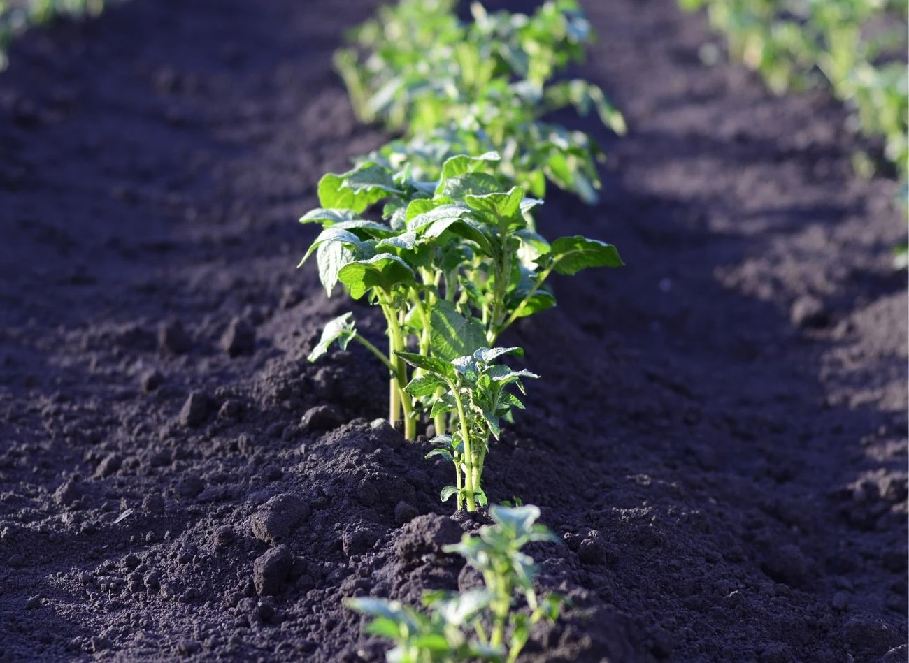 Ziemniaki wymagają regularnego odchwaszczania i nawadniania. Pierwsze zbiory będą już w czerwcu.