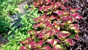 Koleus Blumego to wyjątkowa ozdoba ogrodu. Jego siew można rozpocząć już w lutym.