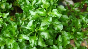 Rukiew wodna to wyjątkowo zdrowa roślina, jej siew można rozpocząć już w marcu.