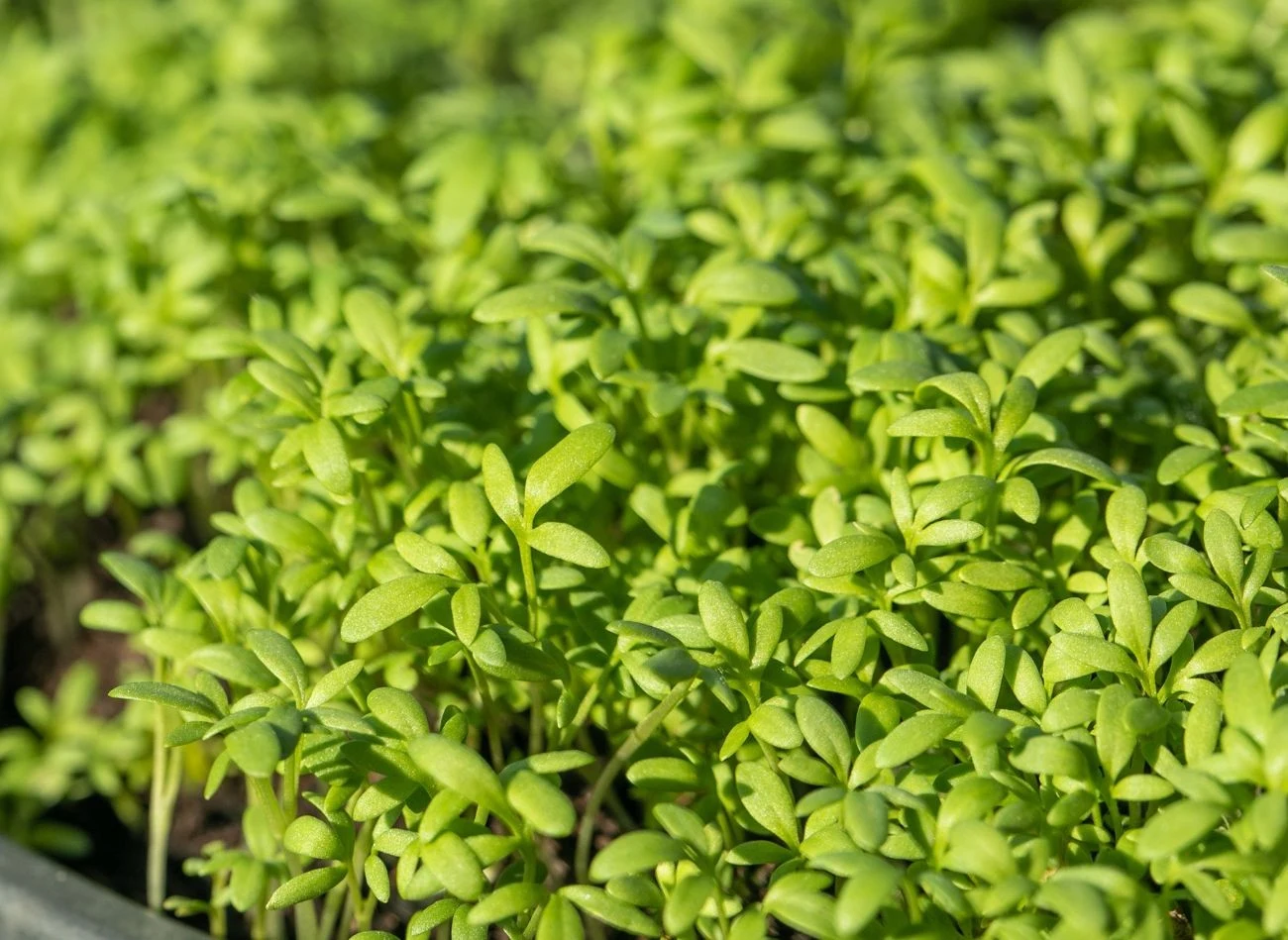 Rukiew wodna nadaje się zarówno do uprawy w ogrodzie, jak i w pojemnikach w domu.