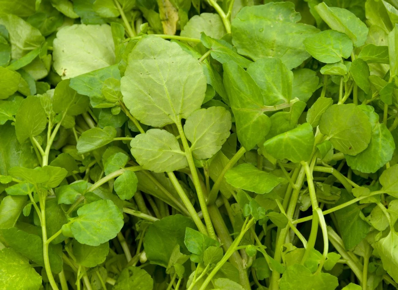 Rukiew wodna ma właściwości antyoksydacyjne, może wspierać zdrowie kości.