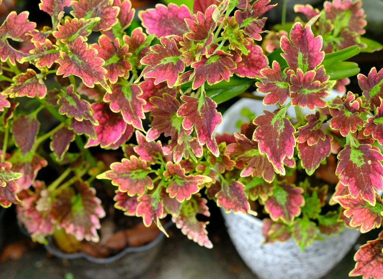 Koleus Blumego sprawdzi się również jako roślina uprawiana w doniczkach.