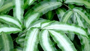 Orliczka kreteńska (Pteris cretica) – wymagania i pielęgnacja