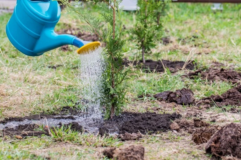 Rośliny zimozielone podlewamy wtedy, gdy temperatura jest powyżej zera