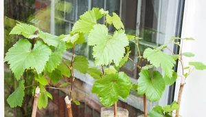 Rozmnażanie winorośli ze sztobrów jest bardzo łatwe.