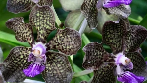 Storczyk Vanda jest kapryśny, potrzbuje specjalnych warunków do uprawy.