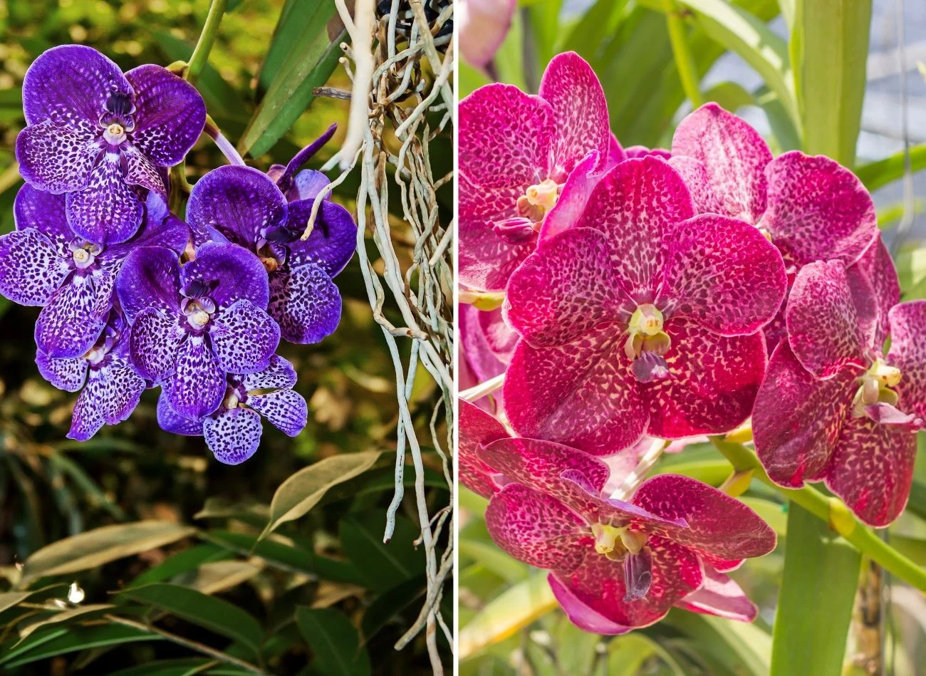 Storczyk Vanda zachwyca pięknymi, dużymi kwiatami w oryginalnych barwach. Fot. Fotorabe/dekzer007