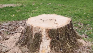 Usuń pień po ściętym drzewie bez wysiłku i dużych kosztów.