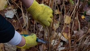 Pobieranie sadzonek zdrewniałych zimą to dobry czas na rozmnożenie wielu roślin w ogrodzie.