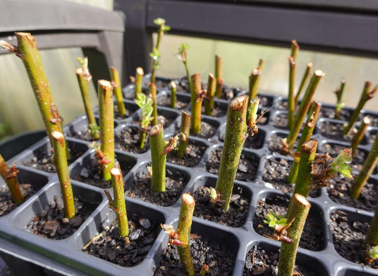 Dzięki sadzonkom zdrewniałym można rozmnażać również krzewy owocowe, np. porzeczkę.