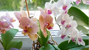 Wyjaśniamy, czego nie lubią storczyki i jak pobudzić je do kwitnienia.