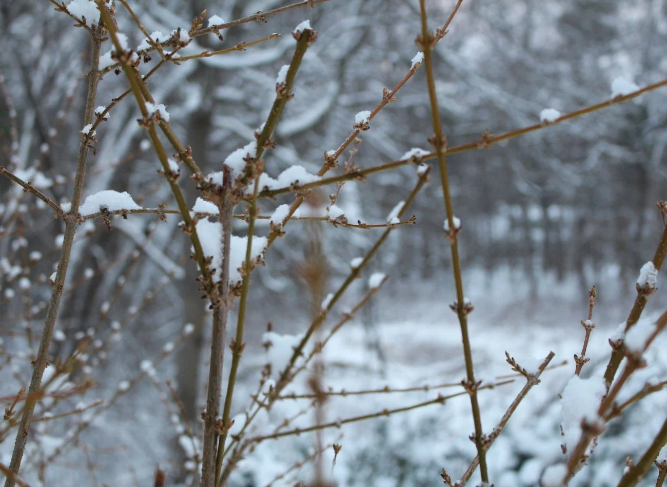 Zimą warto rozmnożyć forsycję, pobierając młode pędy ze starych krzewów.