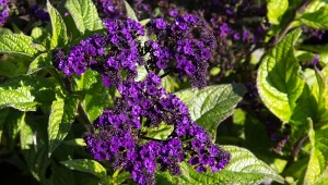 Kiedy siać heliotrop peruwiański na rozsadę. Ta roślina powinna być w każdym ogrodzie.